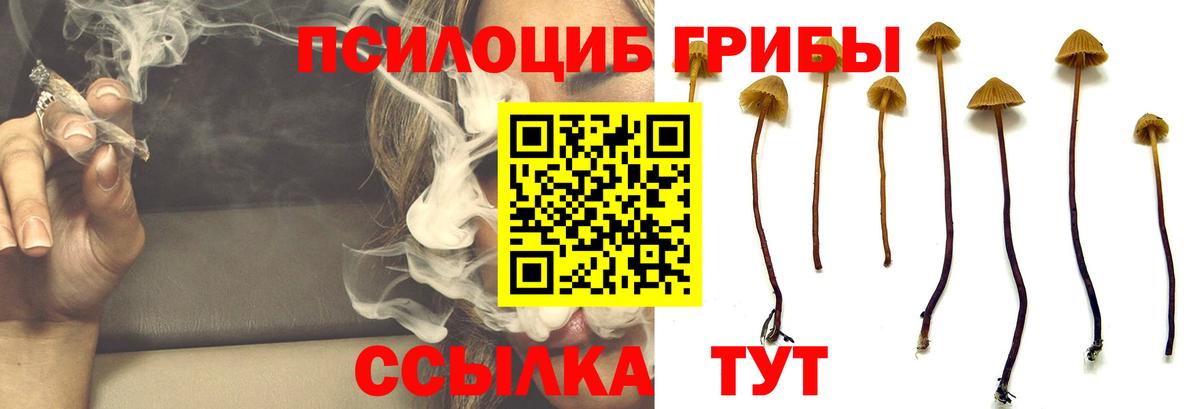Галлюциногенные грибы Psilocybe Чапаевск